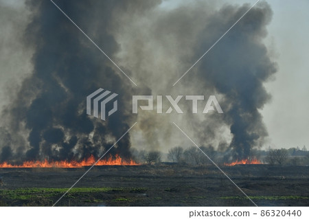 Wildfire in Watarase Retarding Ground Wildfire in Watarase Retarding Ground 86320440