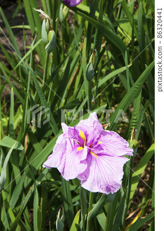 Iris Iris 86320441