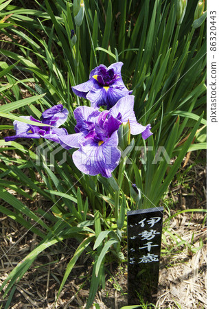 鳶尾花 鳶尾花 86320443