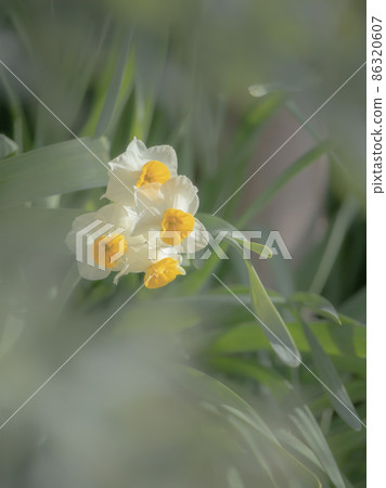 Narcissus 86320607