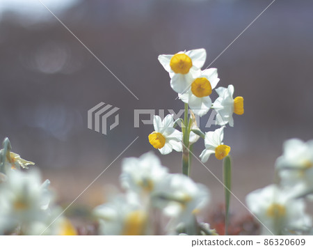 Narcissus 86320609