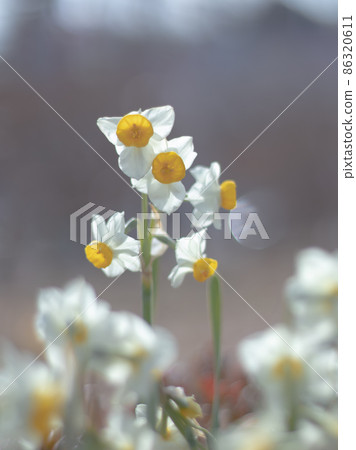 Narcissus 86320611