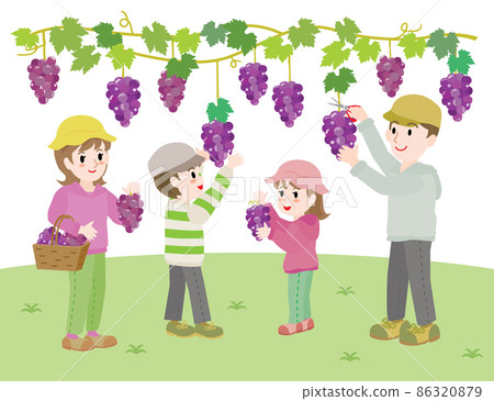 Illustration of a family picking grapes 86320879