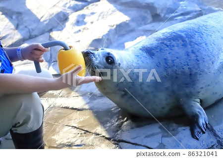 品川水族館海豹館 2F 飼養員和海豹 品川水族館海豹館 2F 飼養員和海豹 86321041