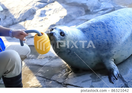 品川水族館海豹館 2F 飼養員和海豹 86321042