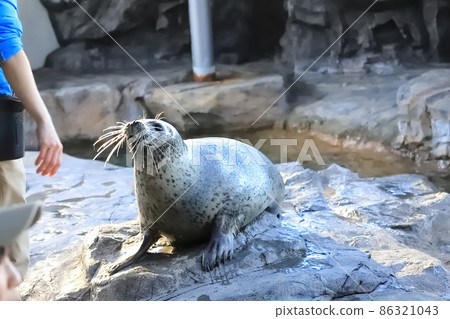 品川水族館海豹館 2F 飼養員和海豹 品川水族館海豹館 2F 飼養員和海豹 86321043