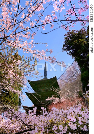 大法寺、三重塔和櫻花 大法寺、三重塔和櫻花 86321140