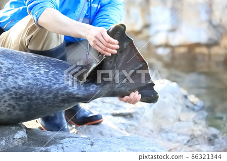 Shinagawa Aquarium A keeper explaining the characteristics of seals 86321344