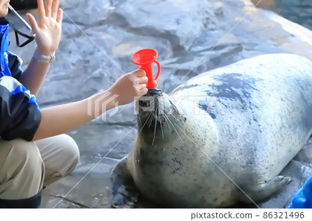 Shinagawa Aquarium A harbor seal that rings a trumpet Shinagawa Aquarium A harbor seal that rings a trumpet 86321496