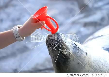 品川水族館 鳴笛的海豹 品川水族館 鳴笛的海豹 86321498