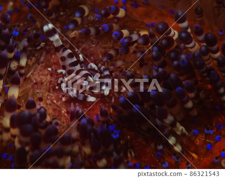 Coleman's Shrimp 86321543