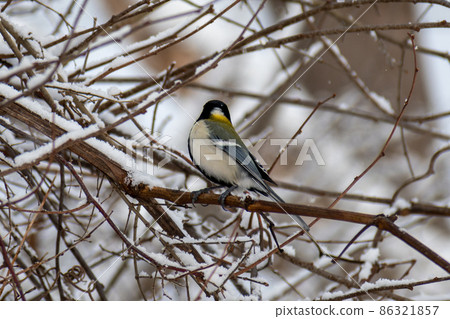 大山雀_Yojujaku_野鳥 大山雀_Yojujaku_野鳥 86321857