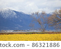 雪山和油菜花田 86321886