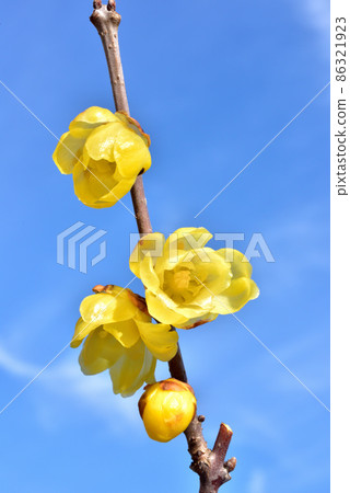 Japanese allspice, Japanese allspice, early spring image, Japanese-style image landscape 86321923