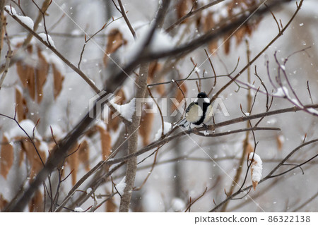 Great tit_Yojujaku_Wild bird Great tit_Yojujaku_Wild bird 86322138