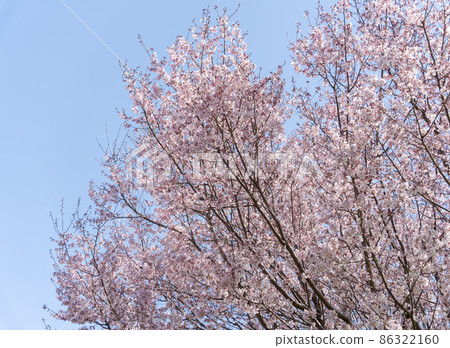 櫻花吉野櫻花背景 86322160