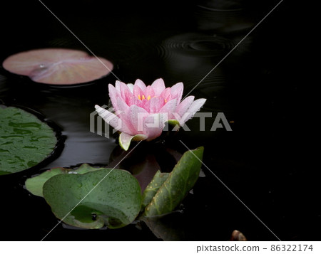 Water lily and water crest "Japanese style image" (Kyoto) Water lily and water crest "Japanese style image" (Kyoto) 86322174