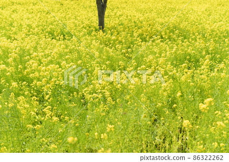 Rapeseed field Rapeseed field 86322262