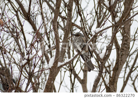 Bulbul_white-headed bird_鵯 Bulbul_white-headed bird_鵯 86322270