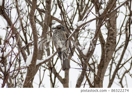 鵯_白頭鳥_鵯 86322274