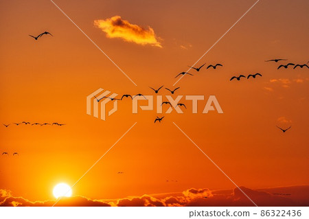 Greater White-fronted Goose Standing Izunuma, a paradise for migratory birds Greater White-fronted Goose Standing Izunuma, a paradise for migratory birds 86322436