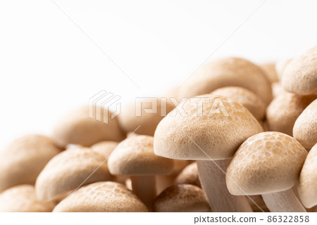 Bunashimeji 86322858