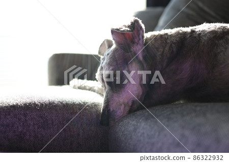 小型Schnauser的個人資料 小型Schnauser的個人資料 86322932