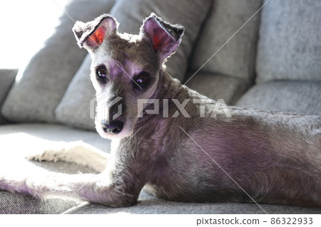 Miniature Schnauzer relaxing on the sofa Miniature Schnauzer relaxing on the sofa 86322933