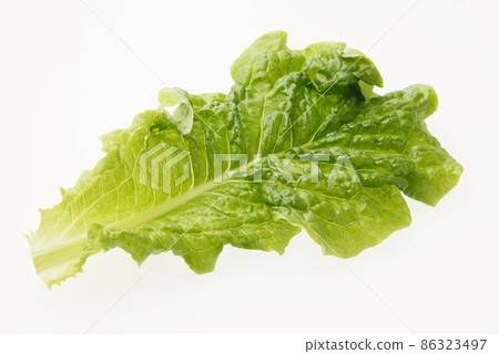 Sanche grilled meat lettuce Sanche grilled meat lettuce 86323497