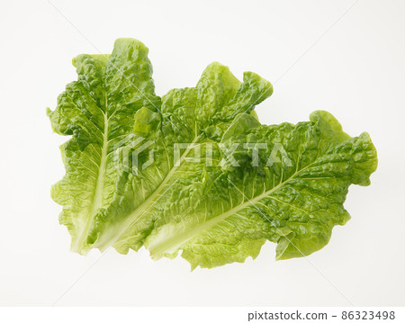 Sanche grilled meat lettuce 86323498