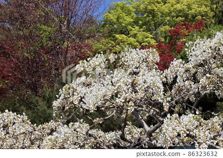 White inflorescences of wisteria shelves blooming in the park of Nakayamadera 86323632
