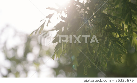 green oak leaves swaying on a wind 86323679
