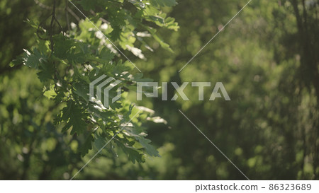green oak leaves swaying on a wind green oak leaves swaying on a wind 86323689