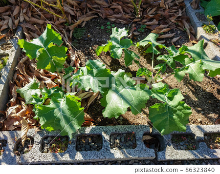 Kakina kitchen garden Kakina kitchen garden 86323840