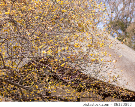 Japanese allspice blooming in Saiho-ji 86323893