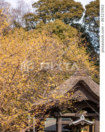 Japanese allspice blooming in Saiho-ji Japanese allspice blooming in Saiho-ji 86323902