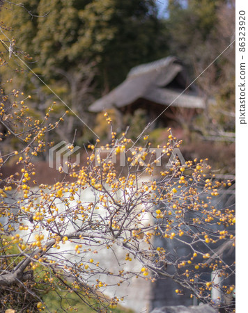 Japanese allspice blooming in Saiho-ji Japanese allspice blooming in Saiho-ji 86323920