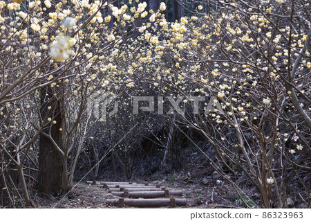 Tunnel of Mitsumata 86323963