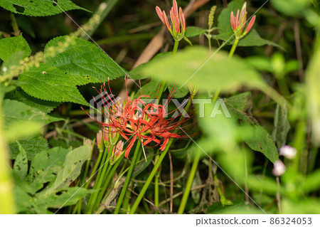 Mandarin saixa Mandarin saixa 86324053