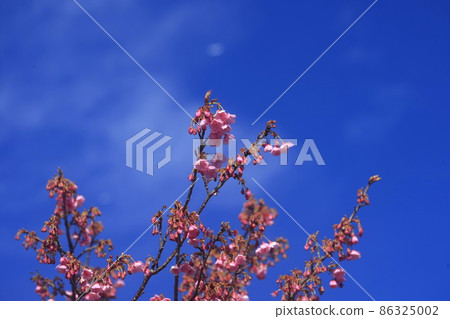 Toi cherry blossoms in full bloom 86325002