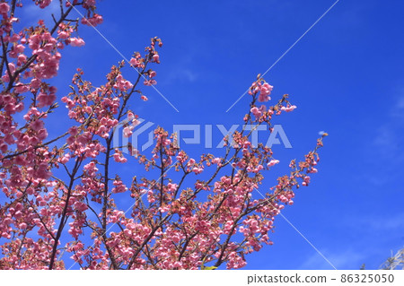 土肥櫻花盛開 86325050
