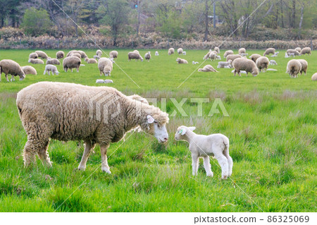 Eniwa City, Hokkaido, a smiley moment for a sheep parent and child [May] 86325069