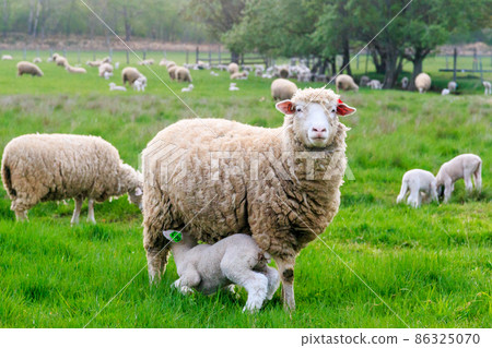 Eniwa City, Hokkaido, Lamb drinking mom's milk [May] 86325070