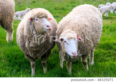 Eniwa City, Hokkaido, a smiling sheep couple [May] 86325071