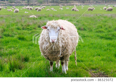 北海道惠庭市，端莊的綿羊[5月] 86325072