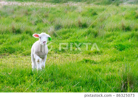北海道惠庭市新生羔羊郊遊[5月] 86325073