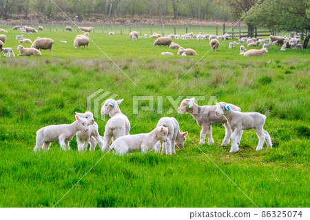 北海道江庭市，無辜玩耍的羔羊[5月] 86325074