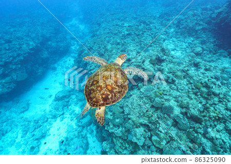 Sea turtle 86325090