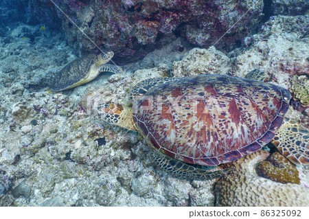 Sea turtle Sea turtle 86325092