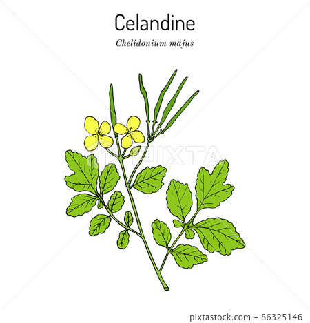 Greater Celandine Chelidonium majus , medicinal plant Greater Celandine Chelidonium majus , medicinal plant 86325146